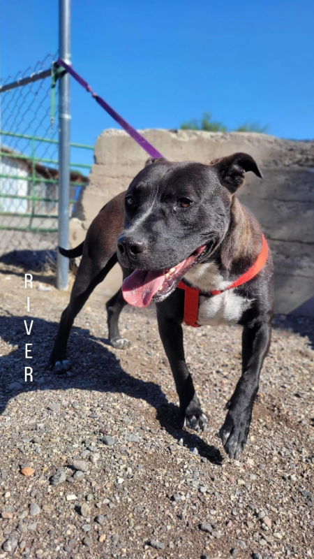 River, an adoptable Pit Bull Terrier in Monte Vista, CO, 81144 | Photo Image 1