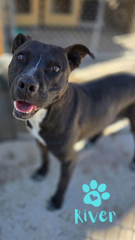 River, an adoptable Pit Bull Terrier in Monte Vista, CO, 81144 | Photo Image 1