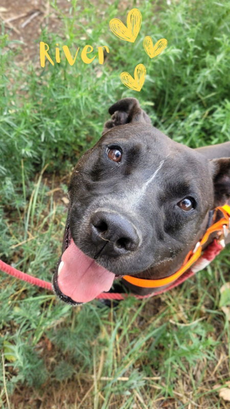 River, an adoptable Pit Bull Terrier in Monte Vista, CO, 81144 | Photo Image 3
