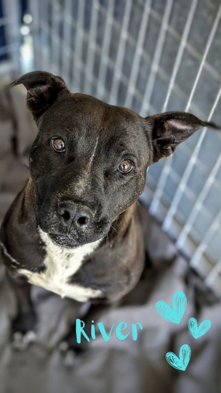 River, an adoptable Pit Bull Terrier in Monte Vista, CO, 81144 | Photo Image 3