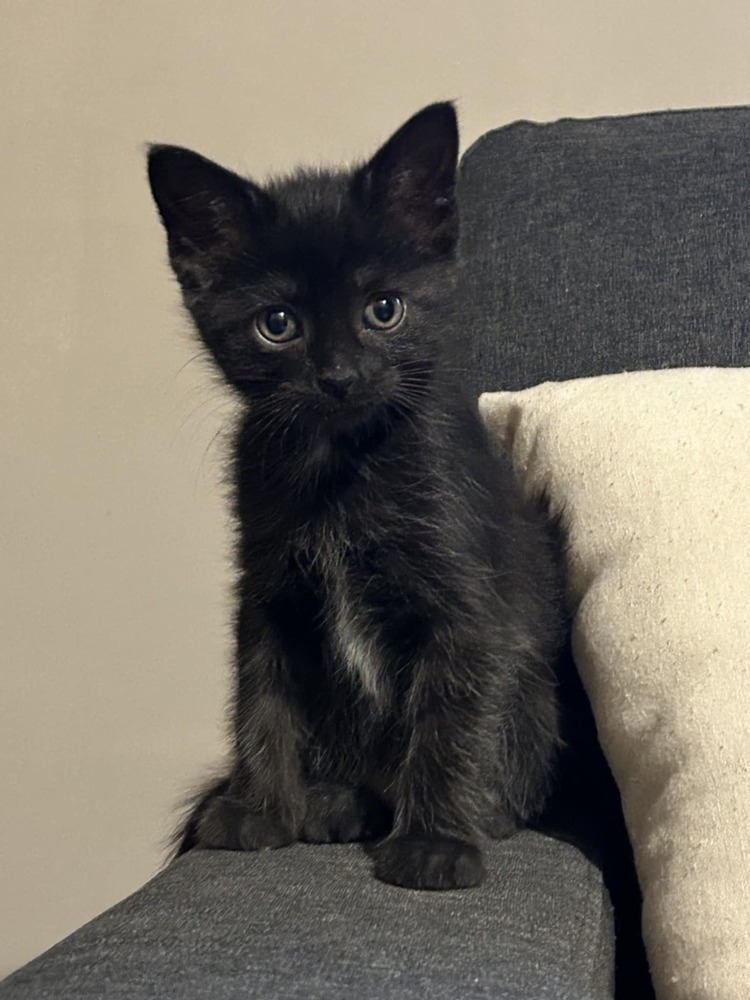 Panther