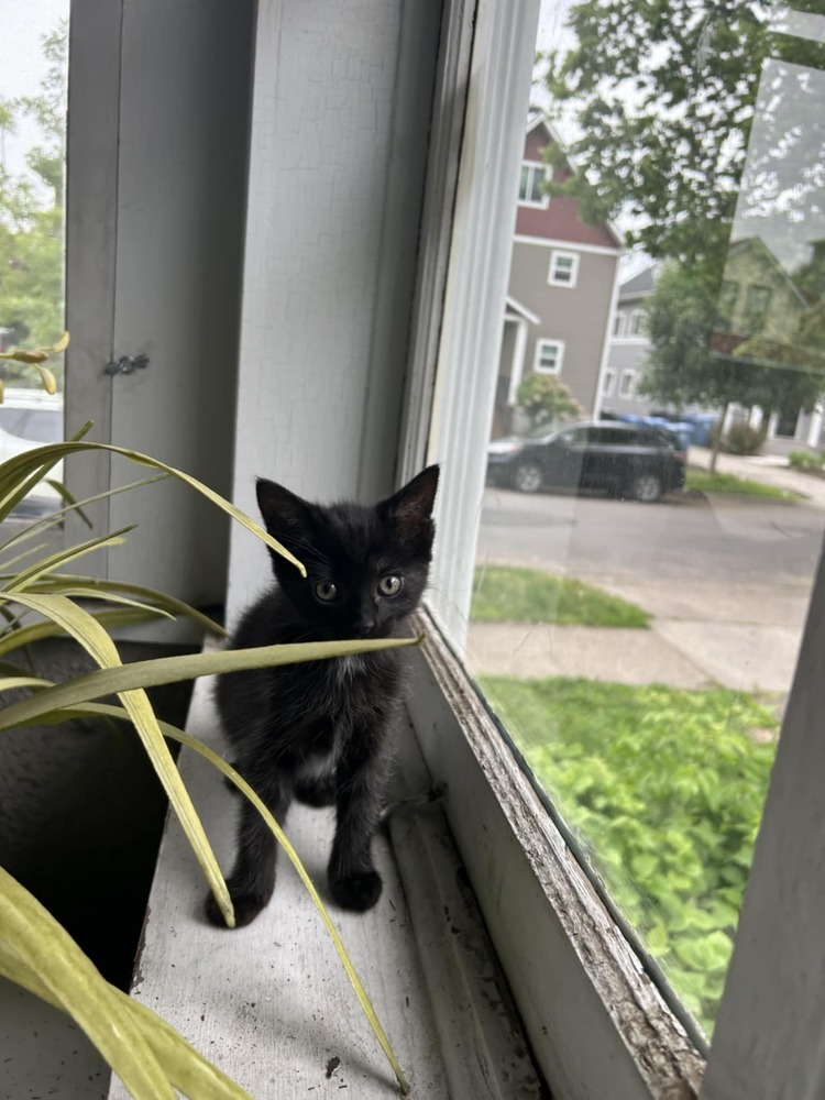 Panther