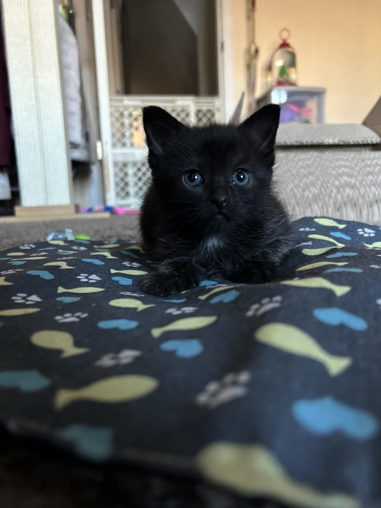 Panther