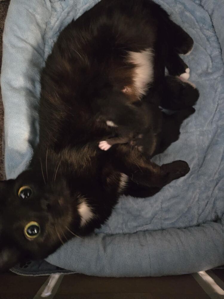 Panther