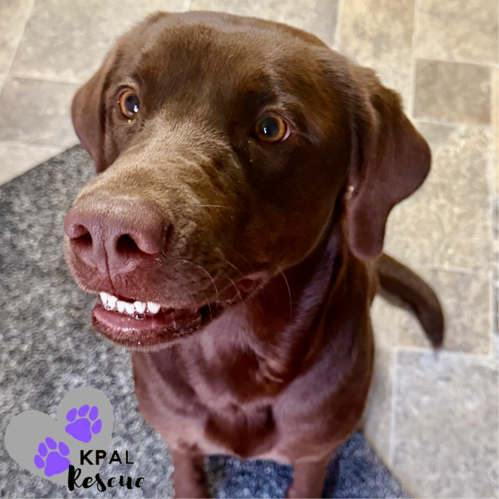 Lucie, an adoptable Labrador Retriever in Kenai, AK, 99611 | Photo Image 1