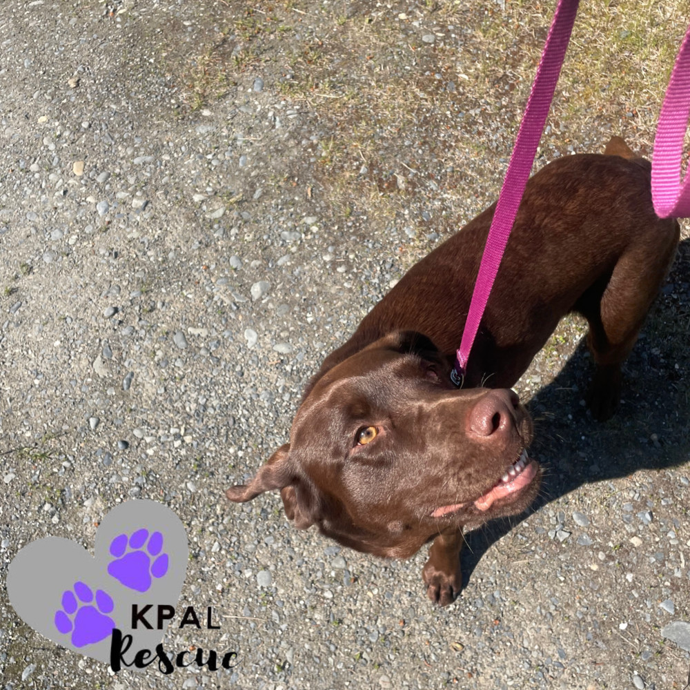 Lucie, an adoptable Labrador Retriever in Kenai, AK, 99611 | Photo Image 2