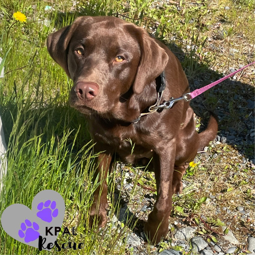 Lucie, an adoptable Labrador Retriever in Kenai, AK, 99611 | Photo Image 3