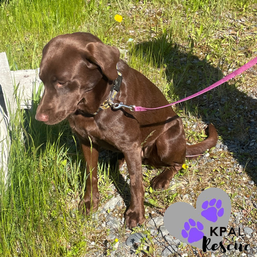 Lucie, an adoptable Labrador Retriever in Kenai, AK, 99611 | Photo Image 4