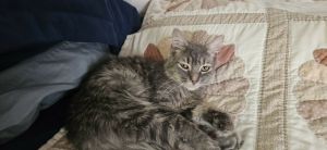Percy, Baby Male Domestic Medium Hair
