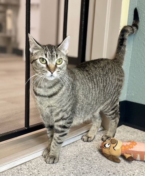 Pet Photo