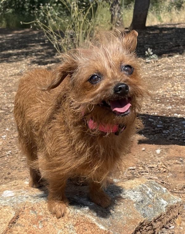 Pet Photo