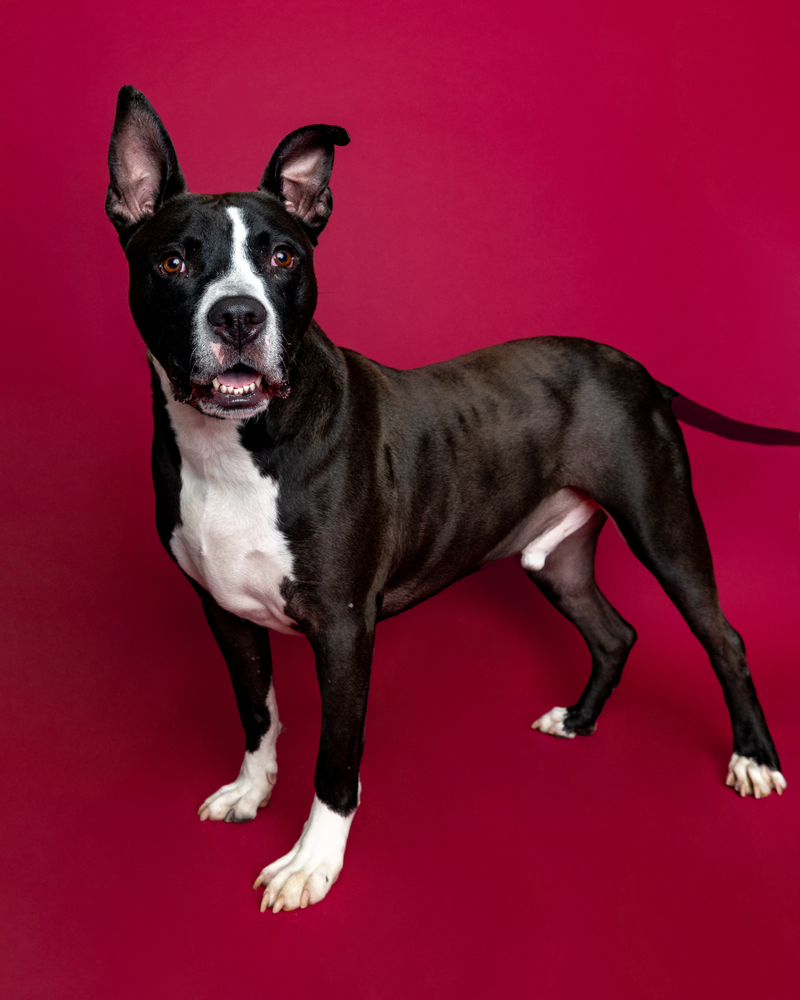 Marty McFly (Adoption Fee SPONSORED!)