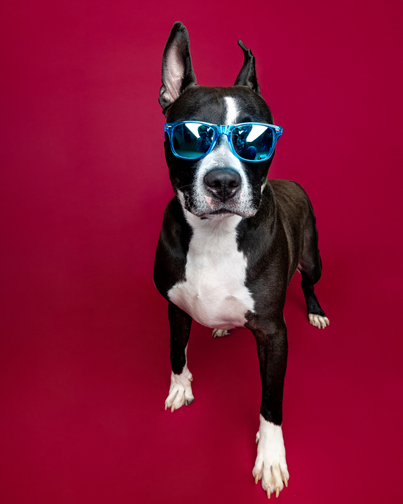 Marty McFly (Adoption Fee SPONSORED!)