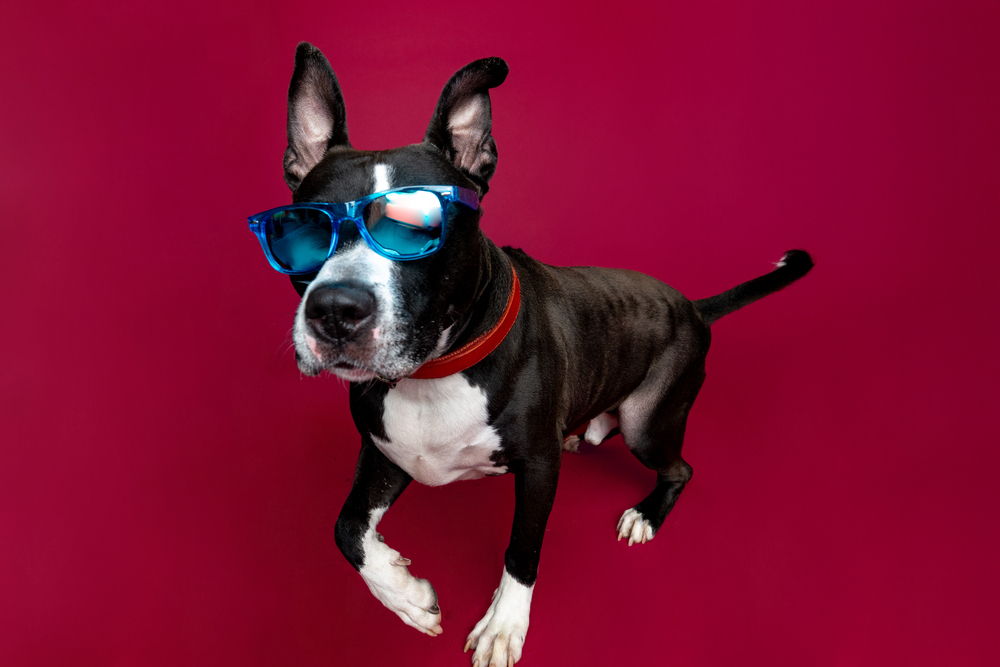 Marty McFly (Adoption Fee SPONSORED!)