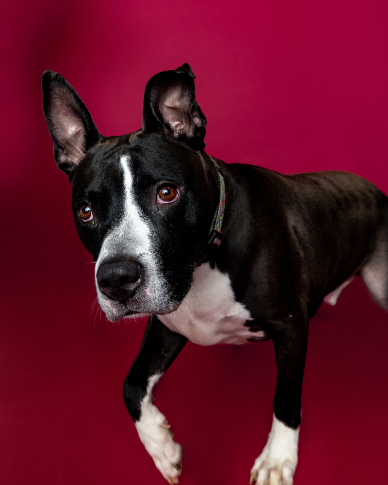 Marty McFly (Adoption Fee SPONSORED!)