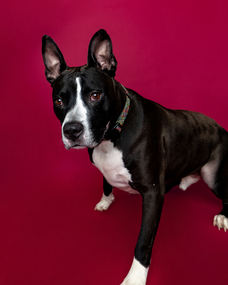 Marty McFly (Adoption Fee SPONSORED!)