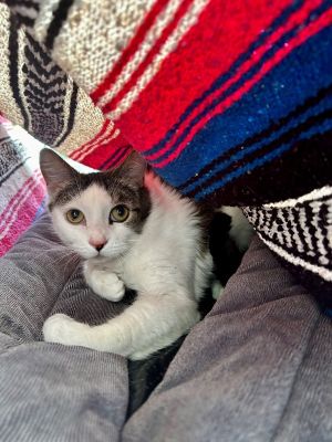Tyson Domestic Short Hair Cat