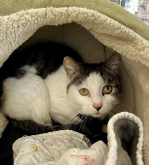 Primary Color Brown Tabbywhite Weight 67lbs Age 5yrs 9mths 4wks Animal has been Neutered