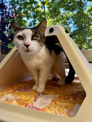Hi Im Tyson Im a gentle soul with very big eyes - the kind that can look rig