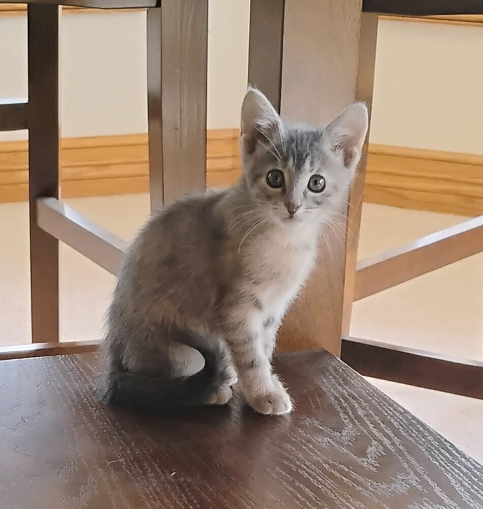 Nara, an adoptable Domestic Short Hair in Fort collins, CO, 80526 | Photo Image 4