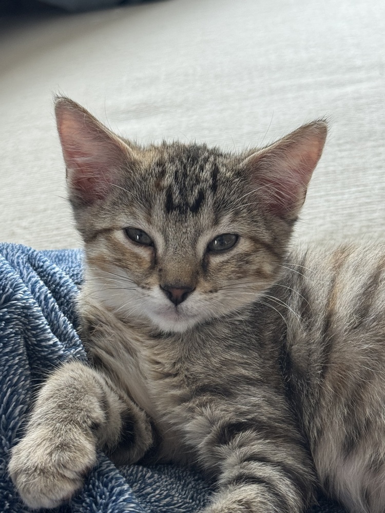 Cinnamon Roll, an adoptable Domestic Medium Hair in Fort collins, CO, 80526 | Photo Image 1