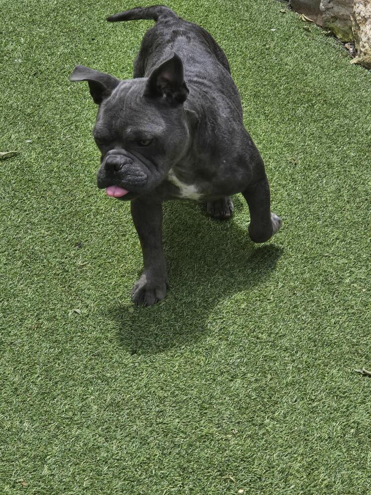 Clancy (Duke)