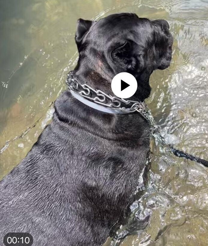 Gator
