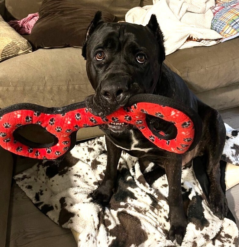 Gator