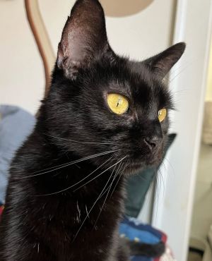 Ballerina (AKA Trouble), Senior Female Domestic Short Hair