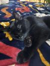 Ballerina (AKA Trouble) photo 5