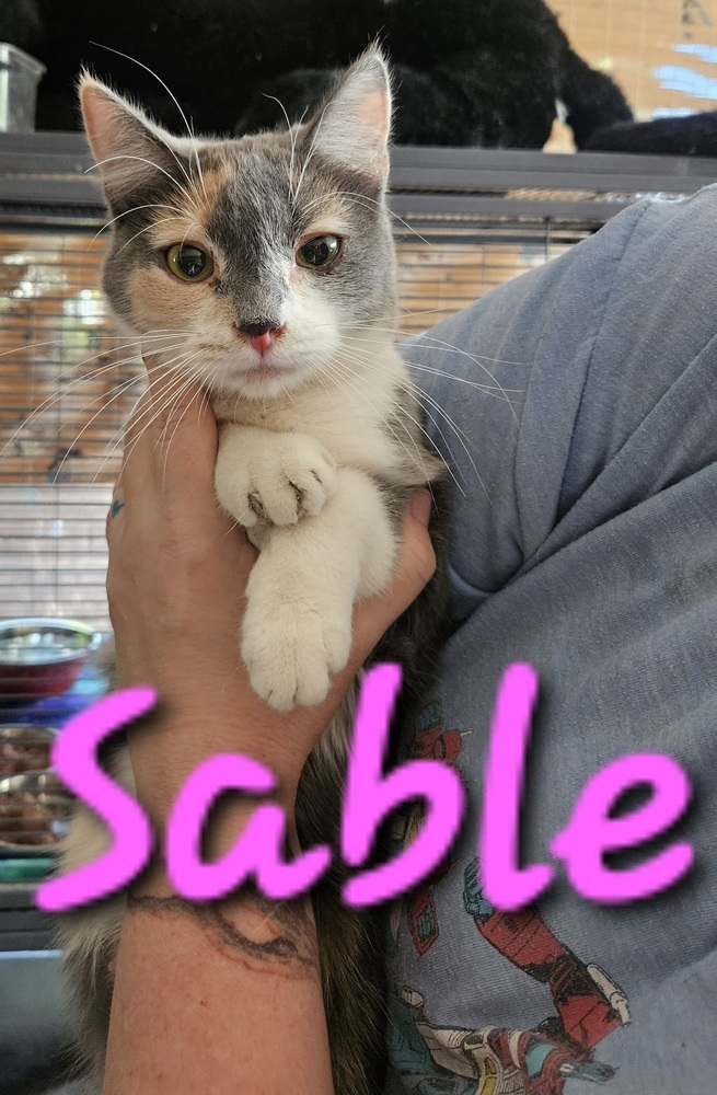 Sable