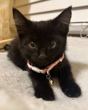 Ava Domestic Short Hair Cat