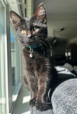 Ava Domestic Short Hair Cat