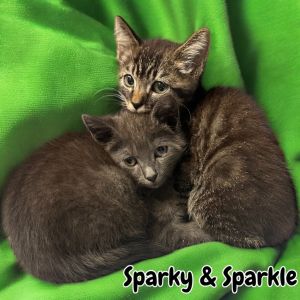 Sparky, Baby Male Domestic Short Hair