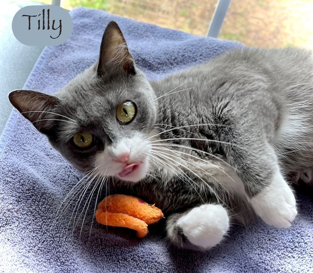 Tilly