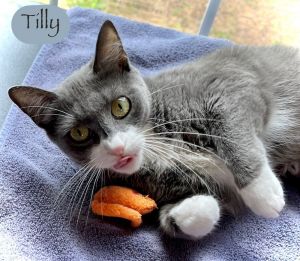 Tilly, Adult Female unknown