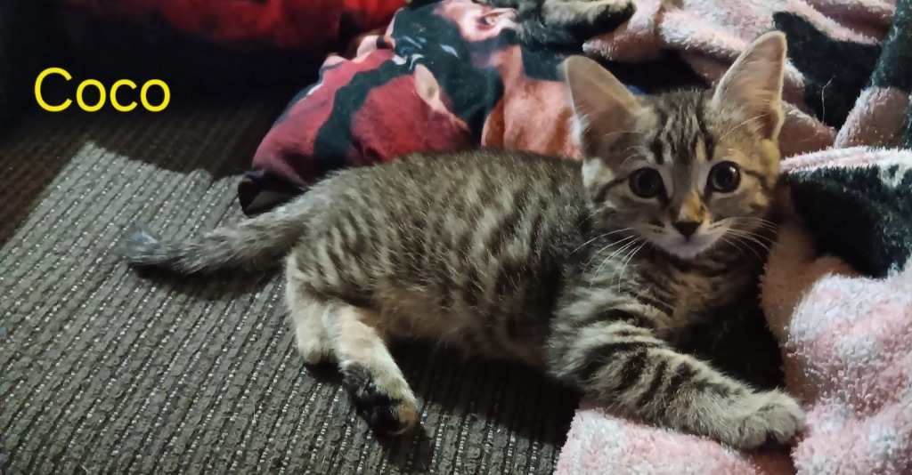Coco