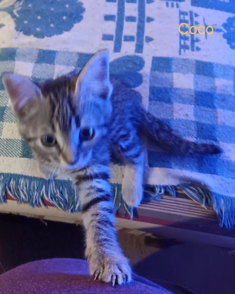 Coco