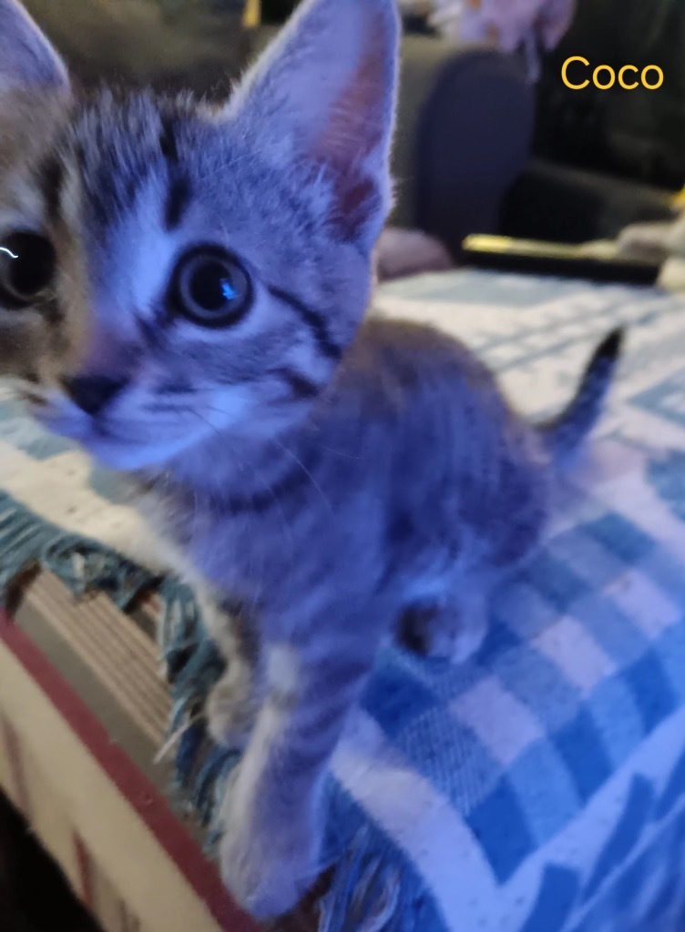 Coco
