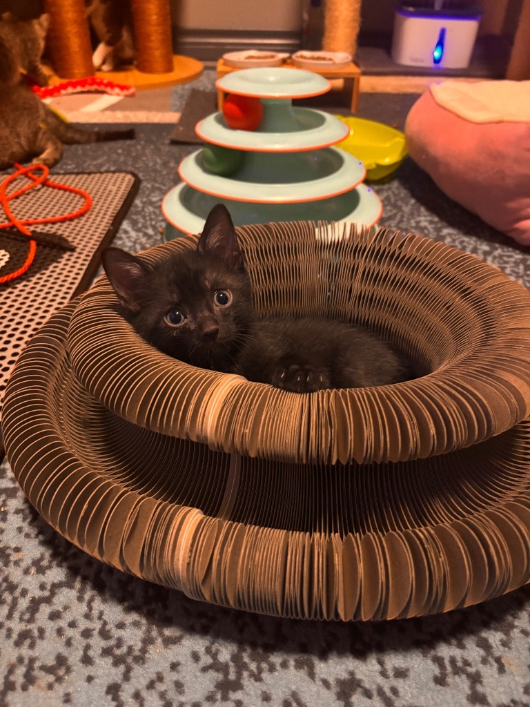 Pistol Pete Meowavich