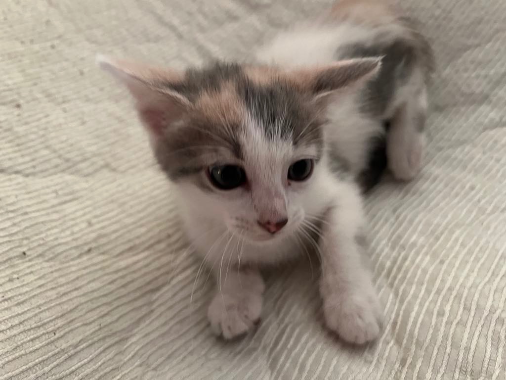 Snickers