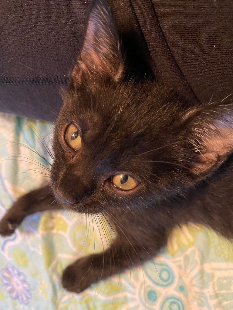 Frijolito