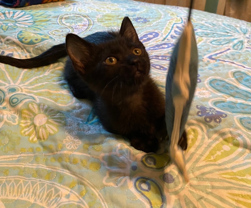 Frijolito