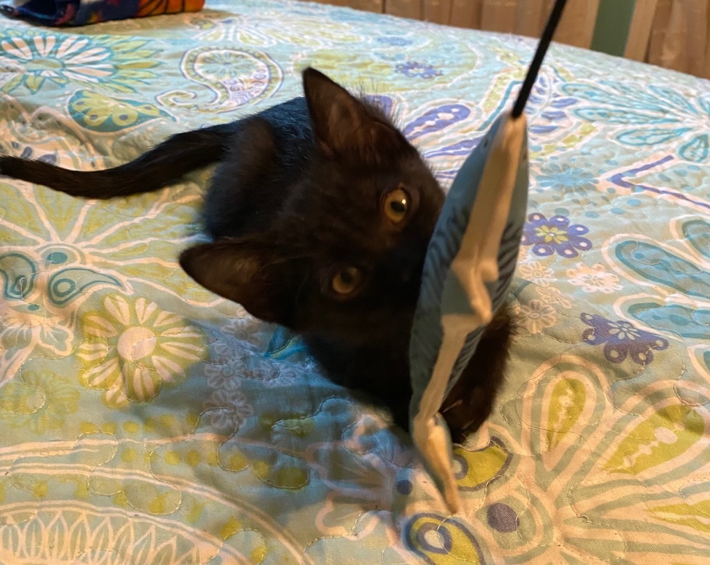 Frijolito