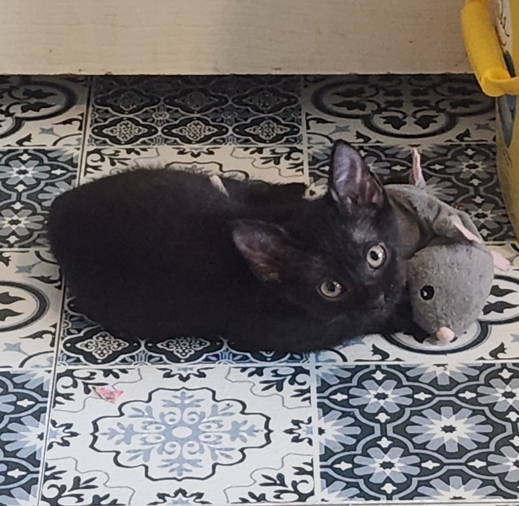 Frijolito