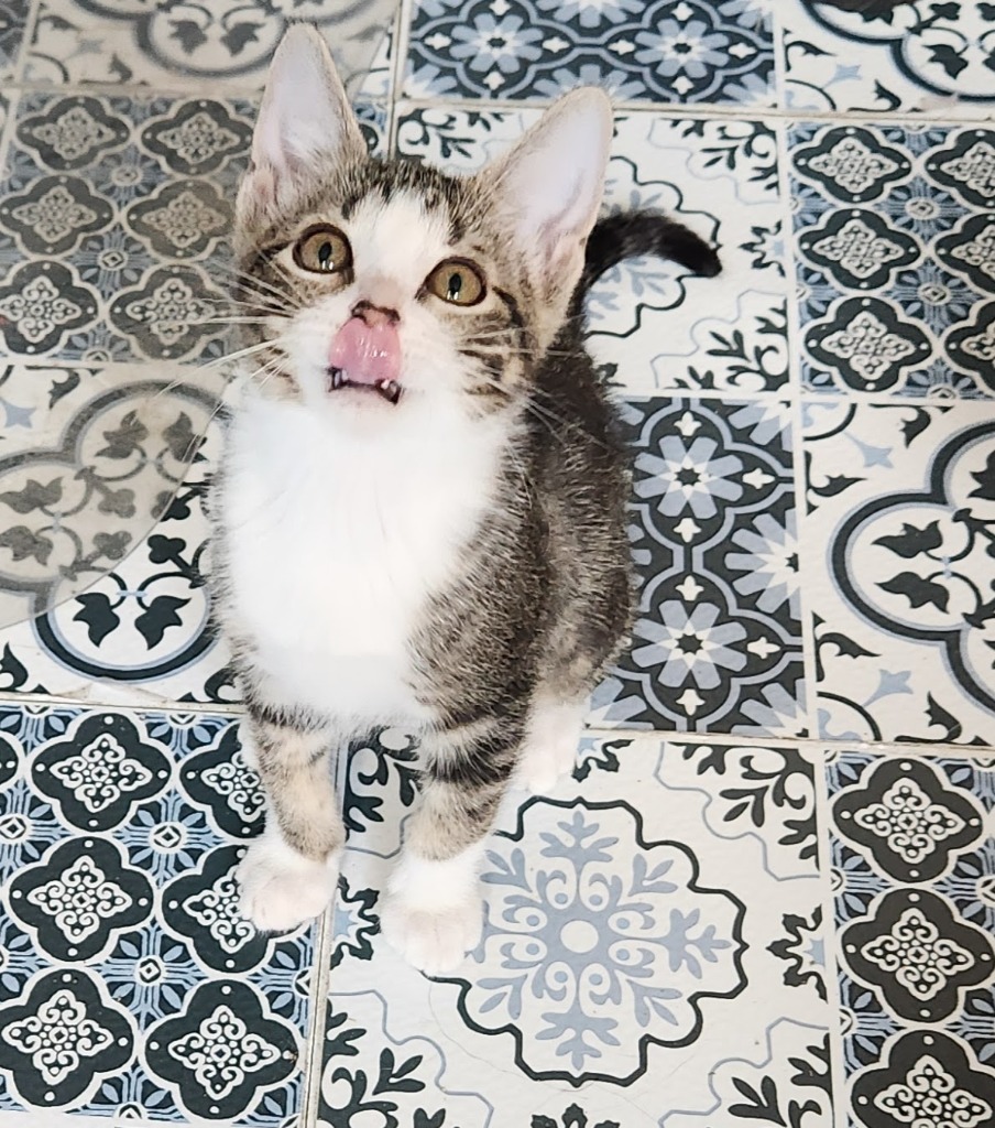 Boba