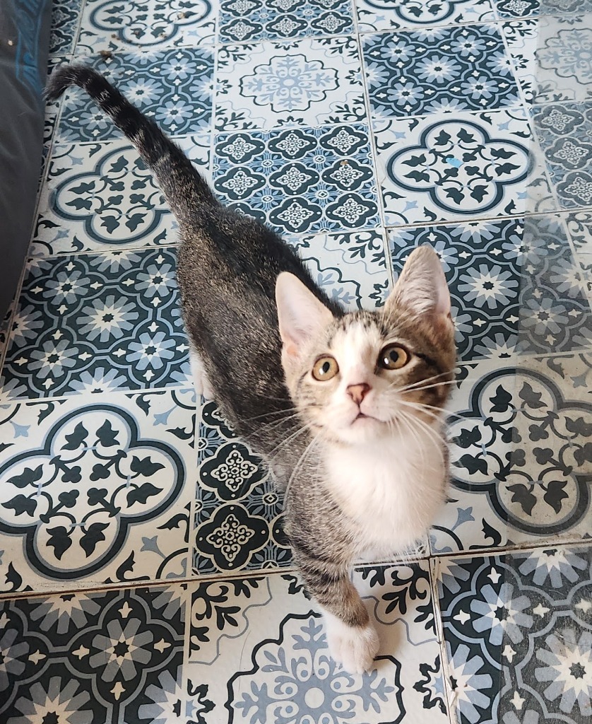 Boba