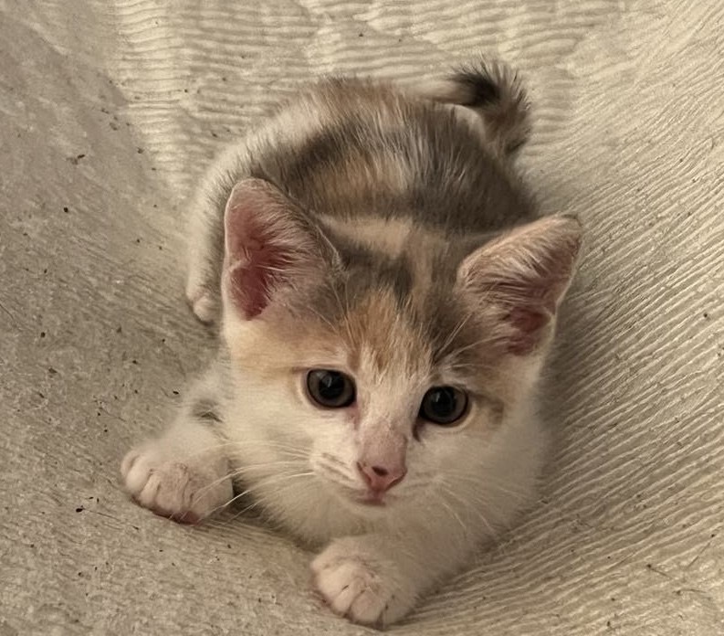 Butterscotch