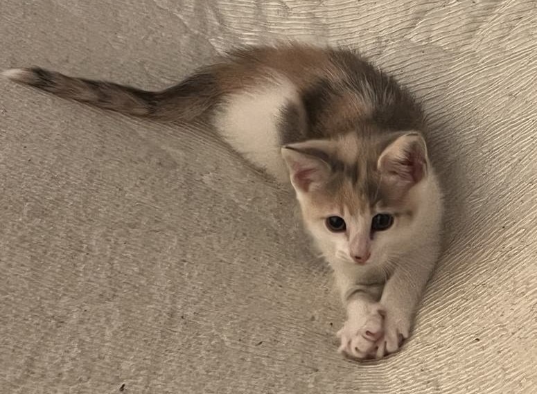 Butterscotch