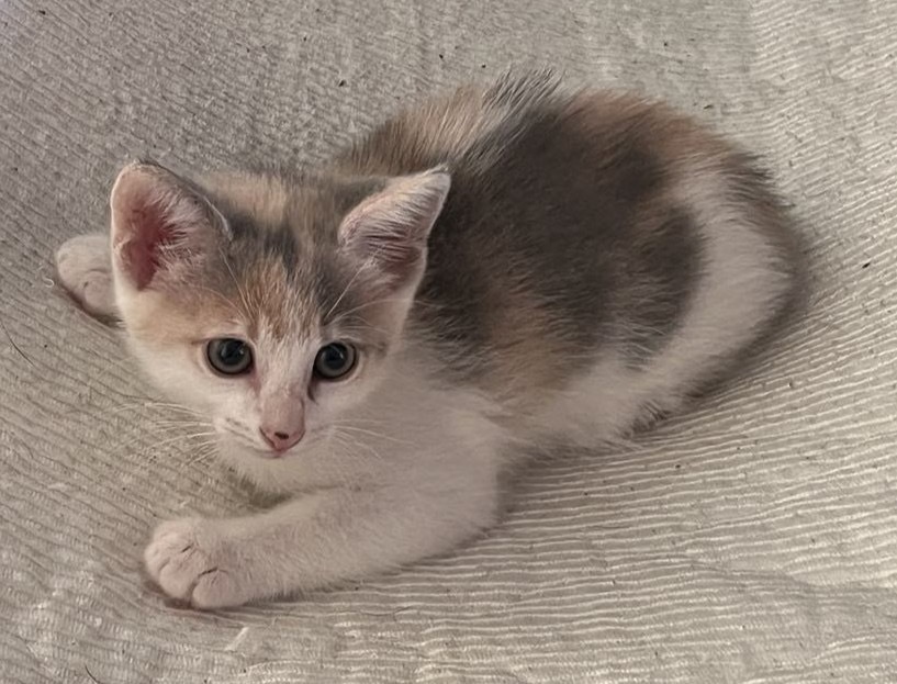 Butterscotch